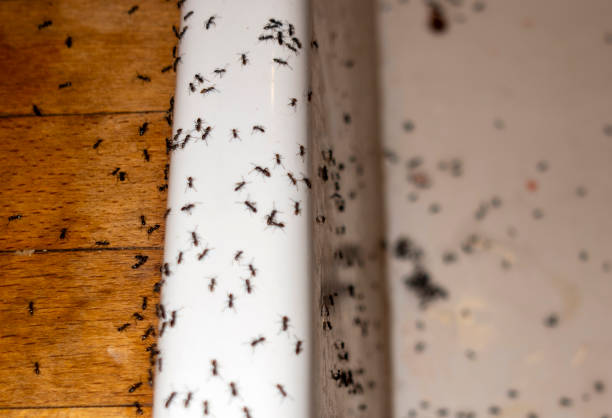 Best Emergency Pest Control  in Laton, CA