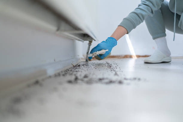 Best Wasp Removal Services  in Laton, CA